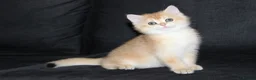 British Shorthair cats for sale: TICA pedigree pure breed golden kittens - Advert 10