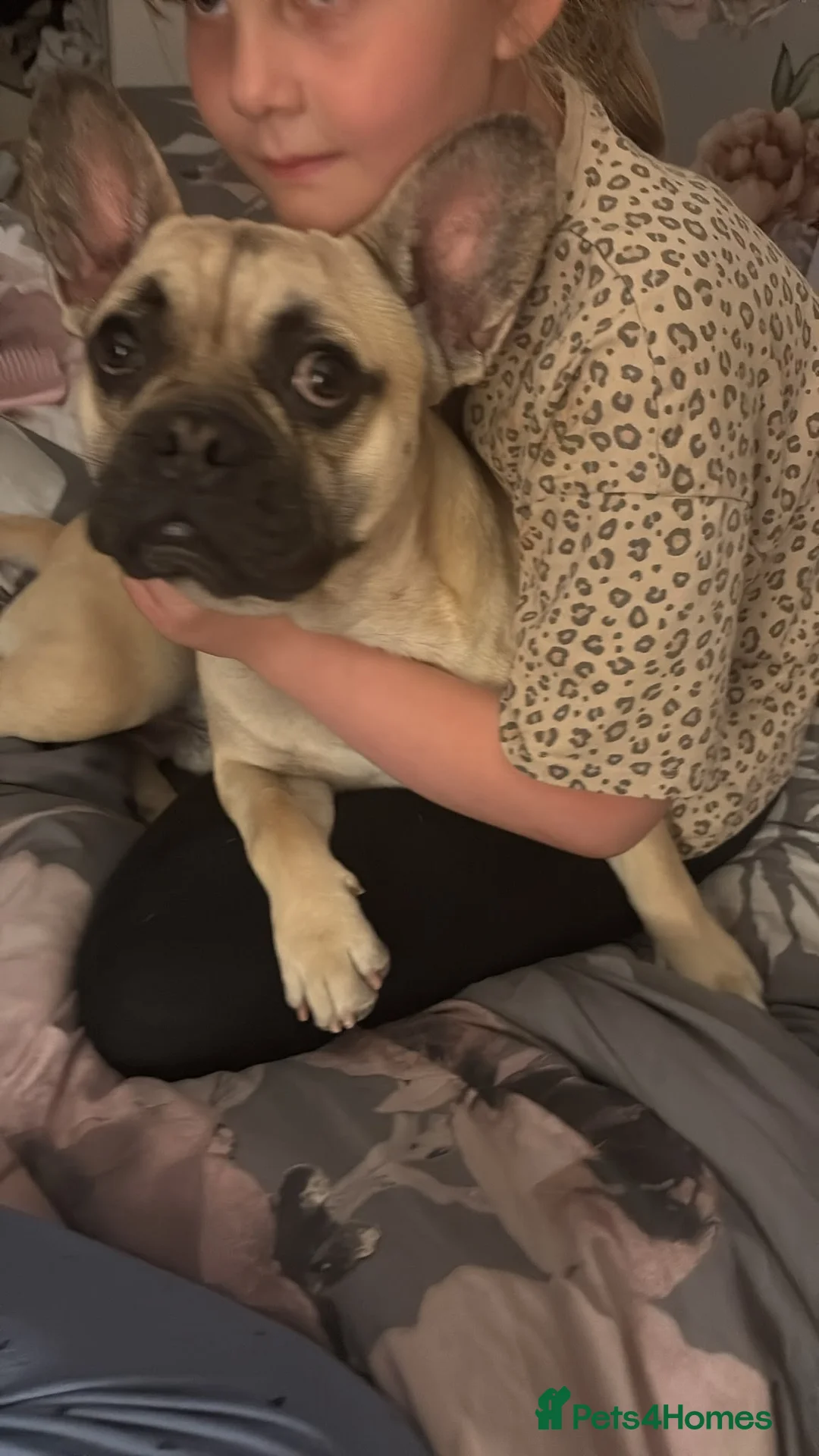 Frug dogs for sale: Sandy in Dudley - Advert 1