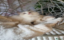 Ragdoll cats for sale: Quality Tica reg Ragdoll kittens  - Image 1