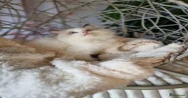Ragdoll cats - Advert 5