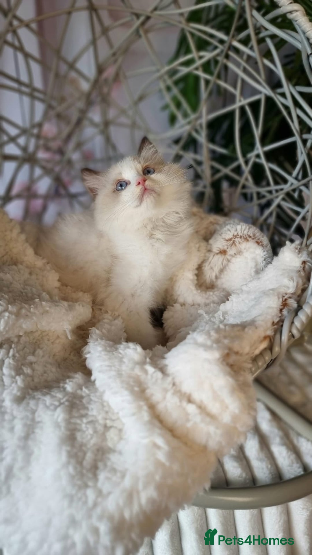 Ragdoll cats for sale: Quality Tica reg Ragdoll kittens  - Image 1