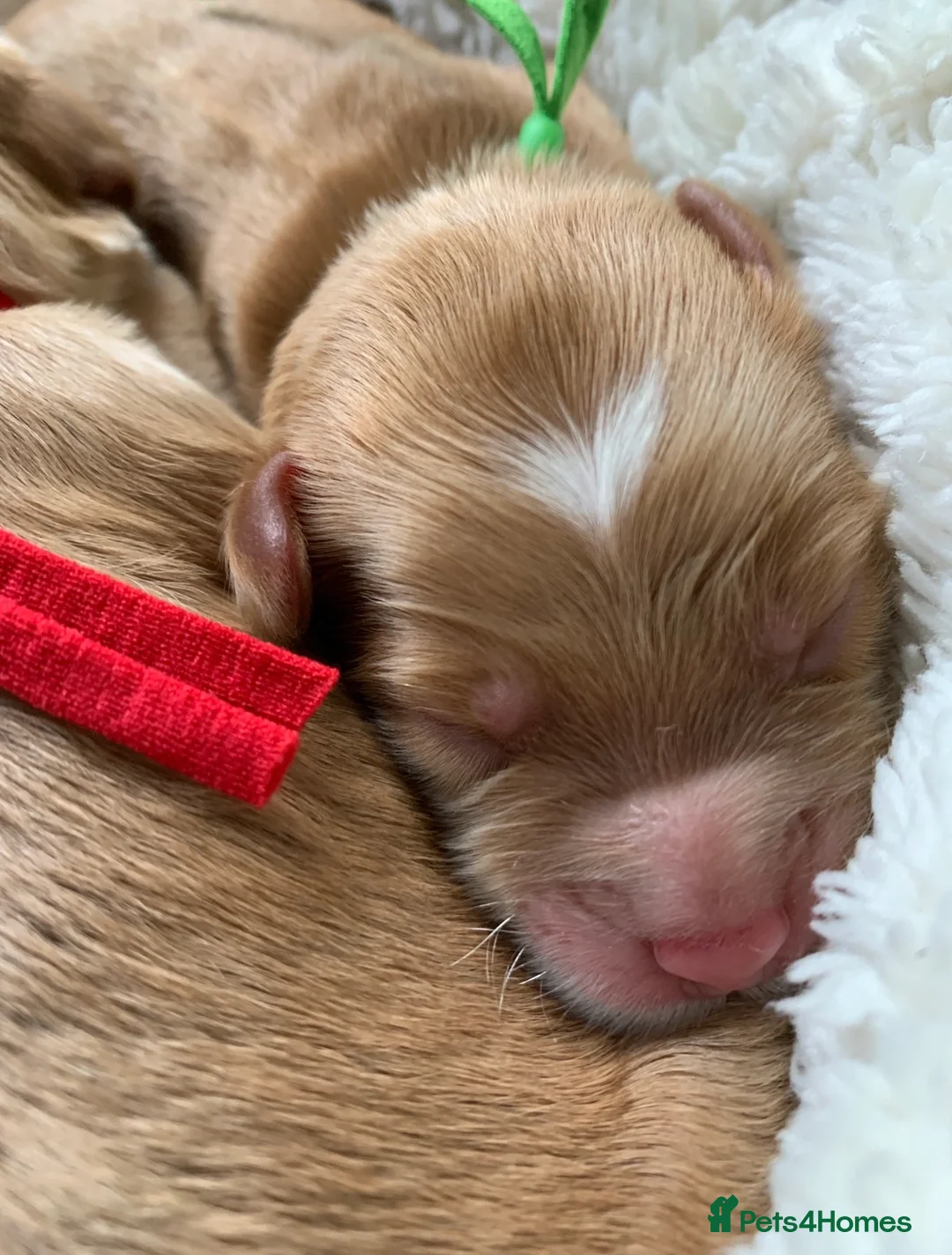 Cockapoo dogs for sale: Cockapoos Due 11th February- Waiting List Open - Advert 6