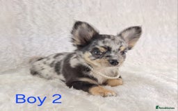 Chihuahua dogs for sale: ❣️Long Coat ❣️ Stunning Quality Chihuahuas  - Image 2