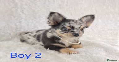 Chihuahua dogs - Advert 13