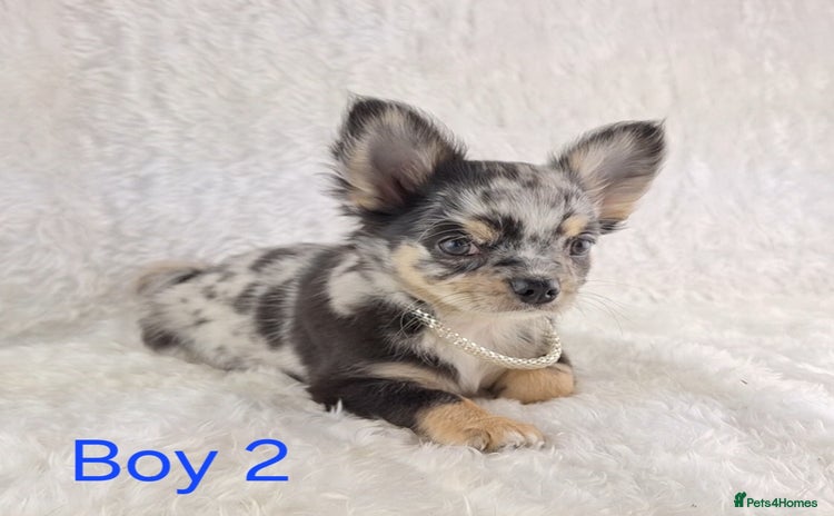 Chihuahua dogs - Advert 3