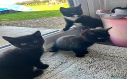 Mixed Breed cats for sale: Kittens for sale  - Advert 32