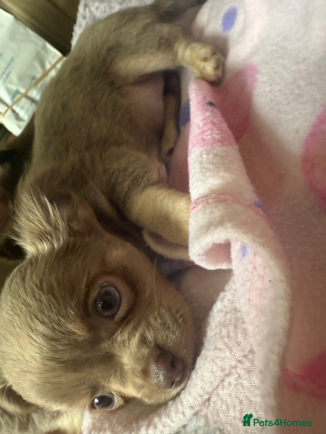 Chihuahua dogs for sale: Beautiful Chihuahuas - Image 6
