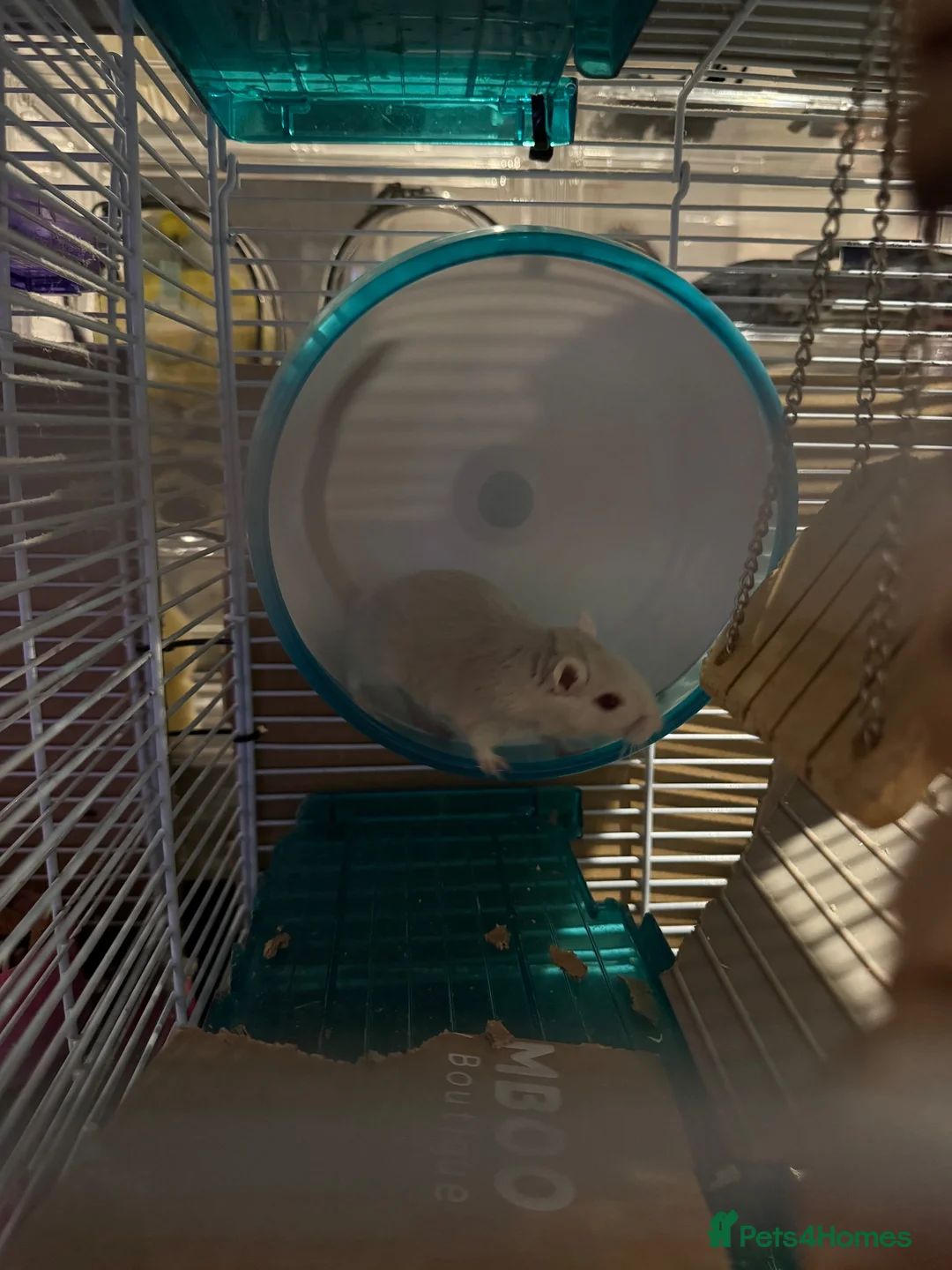 Gerbil rodents for sale: 2 Female gerbils looking for a home - Advert 1