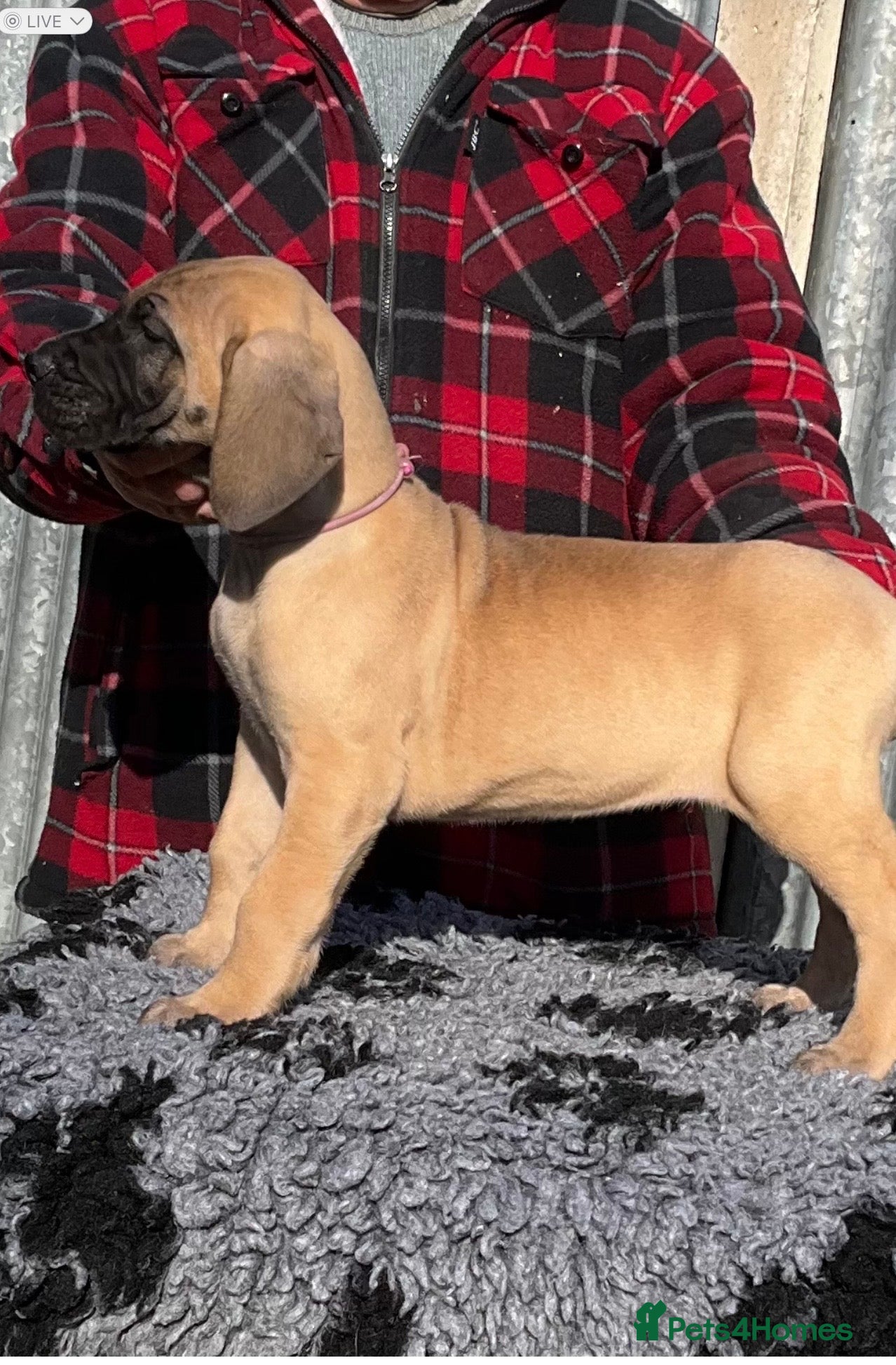 Great Dane dogs Primus Great Danes - Advert 2