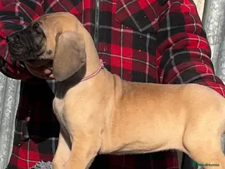 Great Dane dogs Primus Great Danes - Advert 2