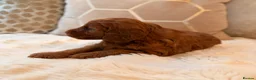 Cockapoo dogs for sale: ** RARE MAHOGANY RED F1 TOY COCKAPOO PUPS ** - Advert 8