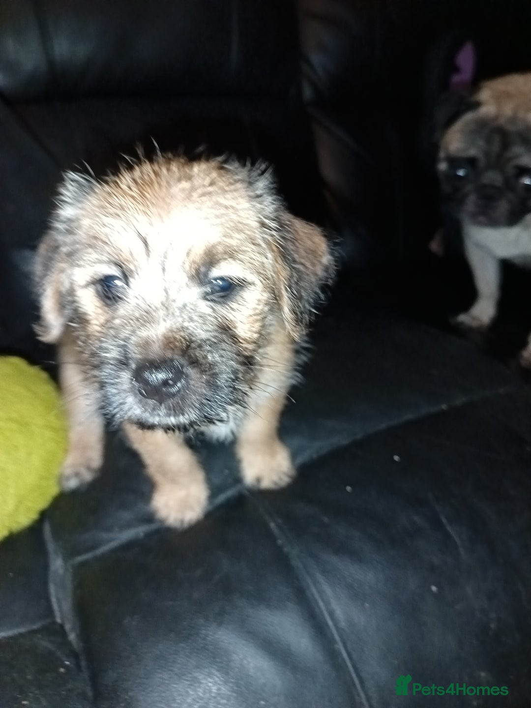 Mixed Breed dogs for sale: 4 gorgeous puppies 3 males 1 female  - Image 6