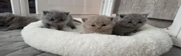 British Shorthair cats for sale: Beautiful blue/ lilac British shorthair kittens  in Peterborough - Advert 6
