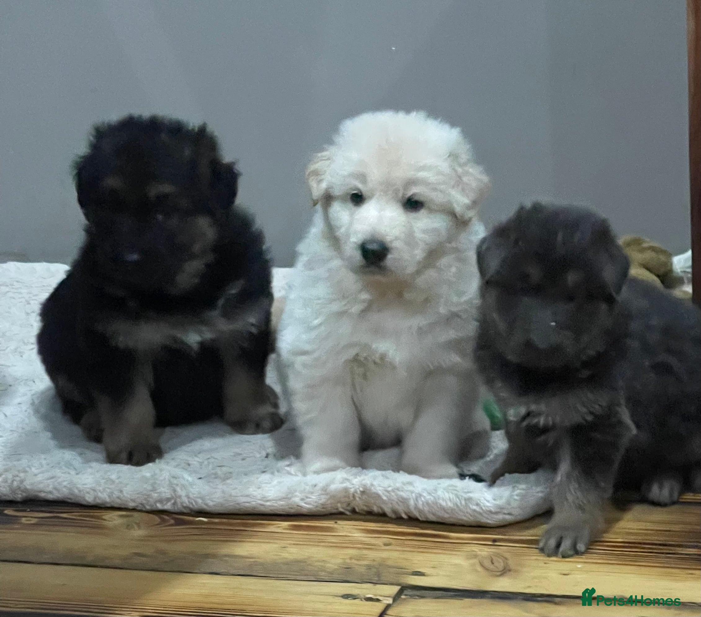 German Shepherd dogs Health tested straight back, long coat puppies  - Advert 4