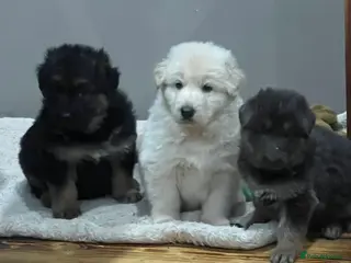 German Shepherd dogs Health tested straight back, long coat puppies - Advert 4