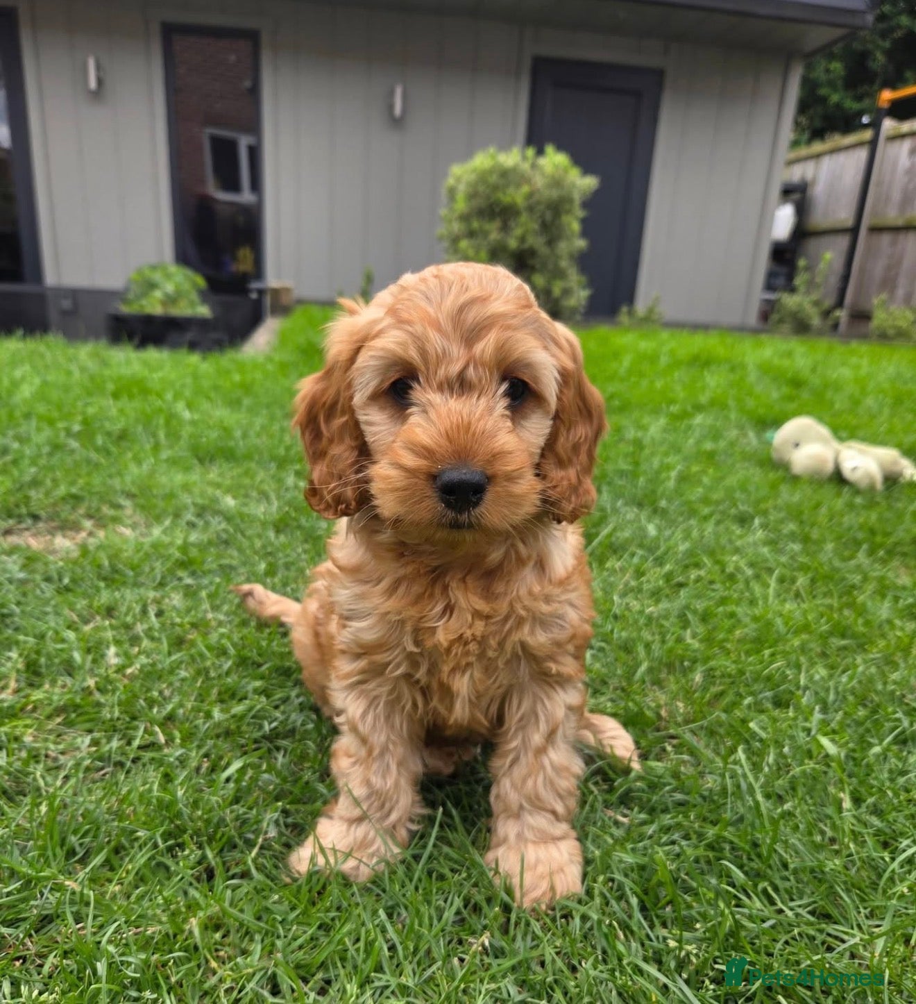 Cockapoo dogs Quality F1 Cockapoos🌟last Girl 🌟Health tested - Advert 7