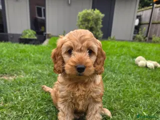 Cockapoo dogs Quality F1 Cockapoos🌟last Girl 🌟Health tested - Advert 7