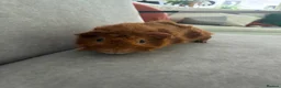 Guinea Pig rodents for sale: 2 Guinea pigs  in London - Advert 5