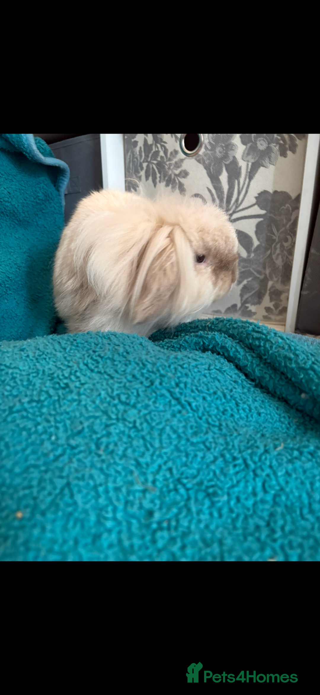 Mini Lion Lop rabbits for sale: Mini lion lop bunny rabbit  - Advert 2