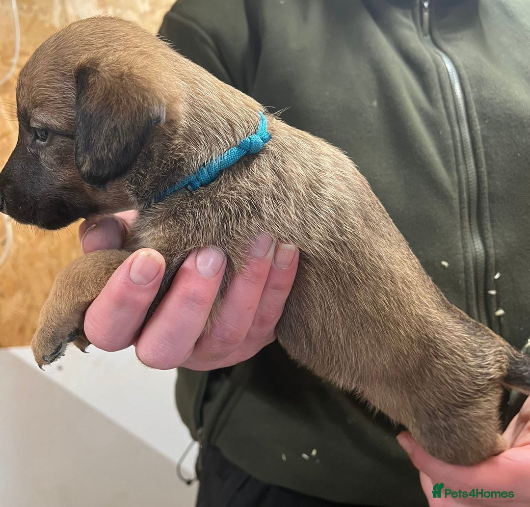 Mixed Breed dogs for sale: F1 Beddy whippets  - Advert 21