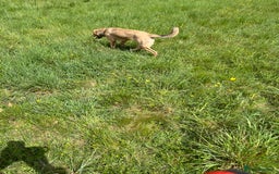 Mixed Breed dogs for sale: Max 11 month - Male  - Image 8