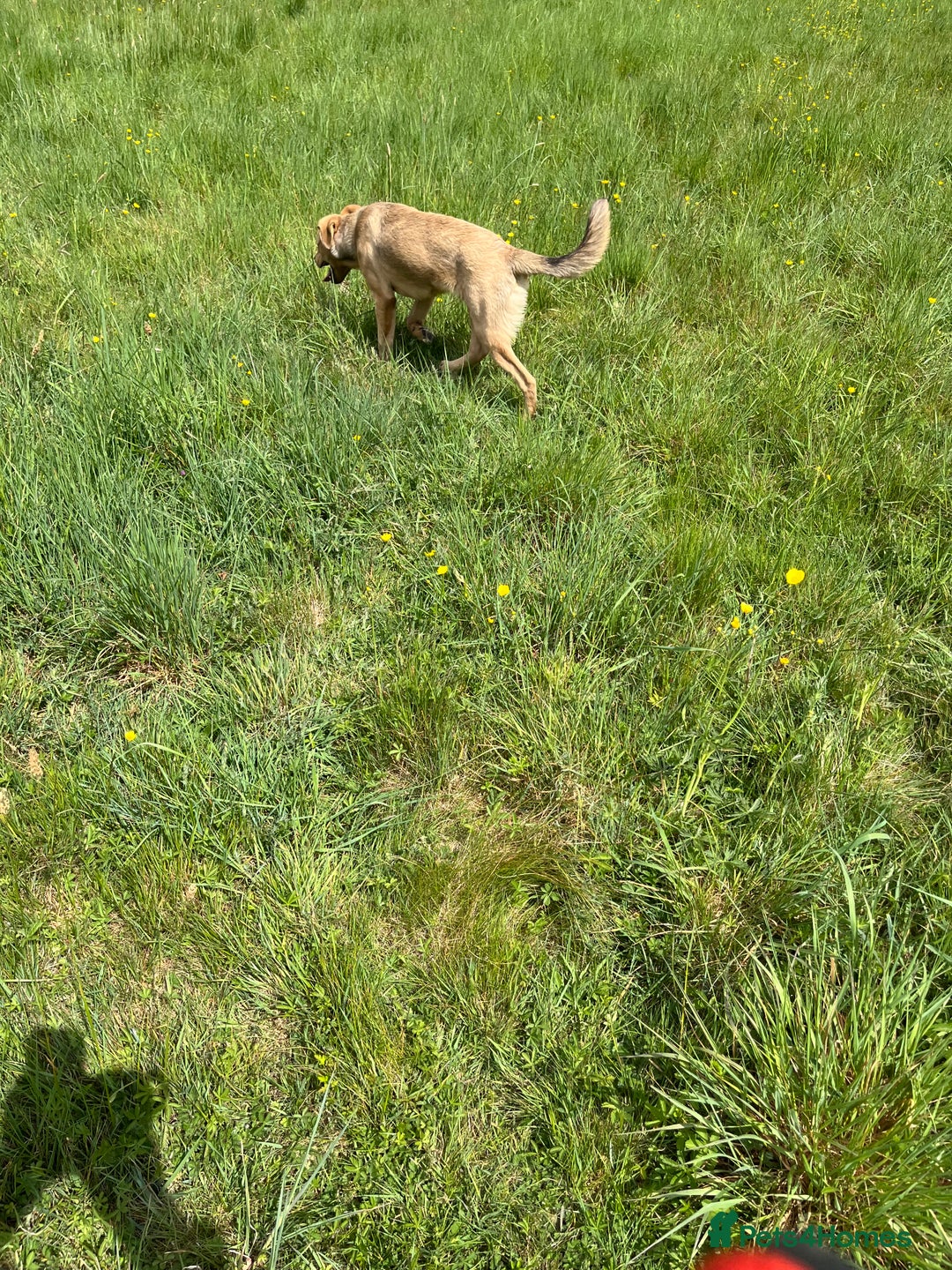 Mixed Breed dogs for sale: Max 11 month - Male  - Image 8