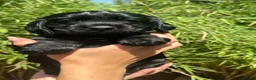 Cocker Spaniel dogs for sale: KC Working Cocker Spaniel Puppies - Advert 4