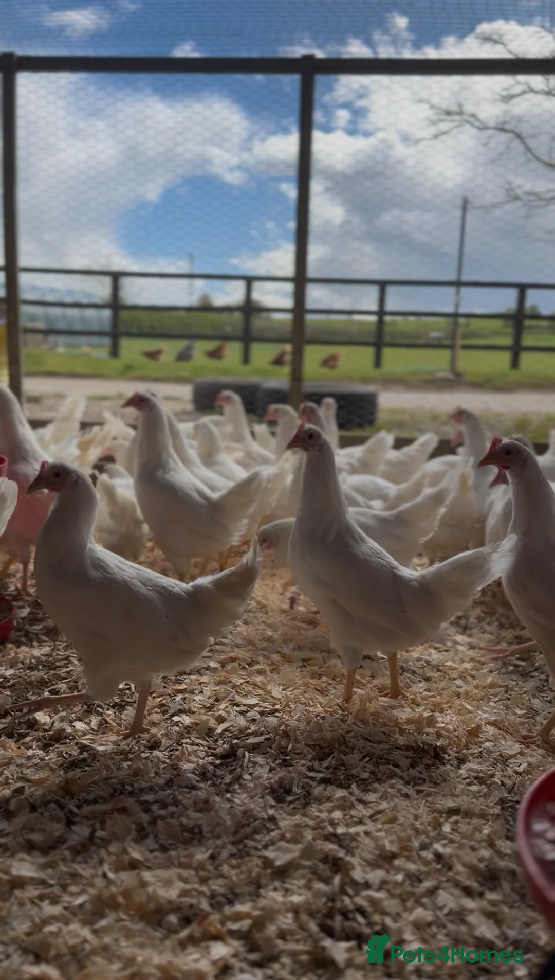 Chickens poultry for sale: Pol warren and leghorns. Starting laying now  - Advert 6