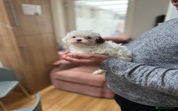 Maltese dogs for sale: Maltes - Image 11