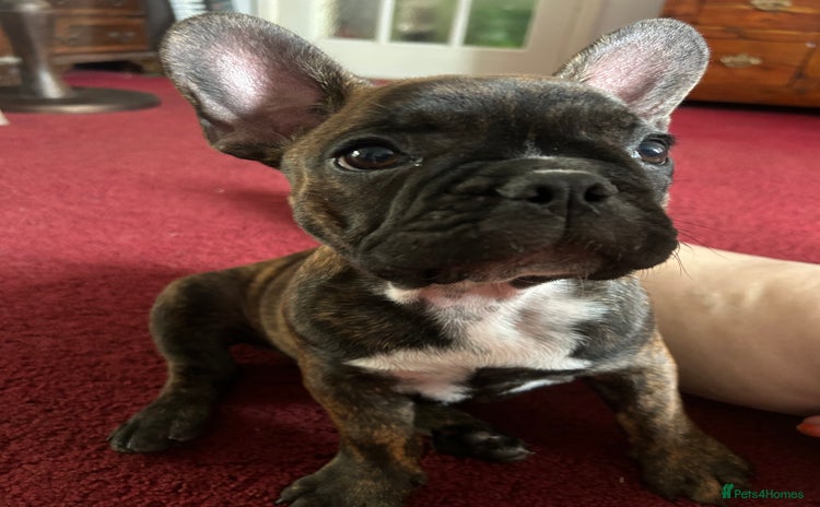 French Bulldog dogs - Advert 3