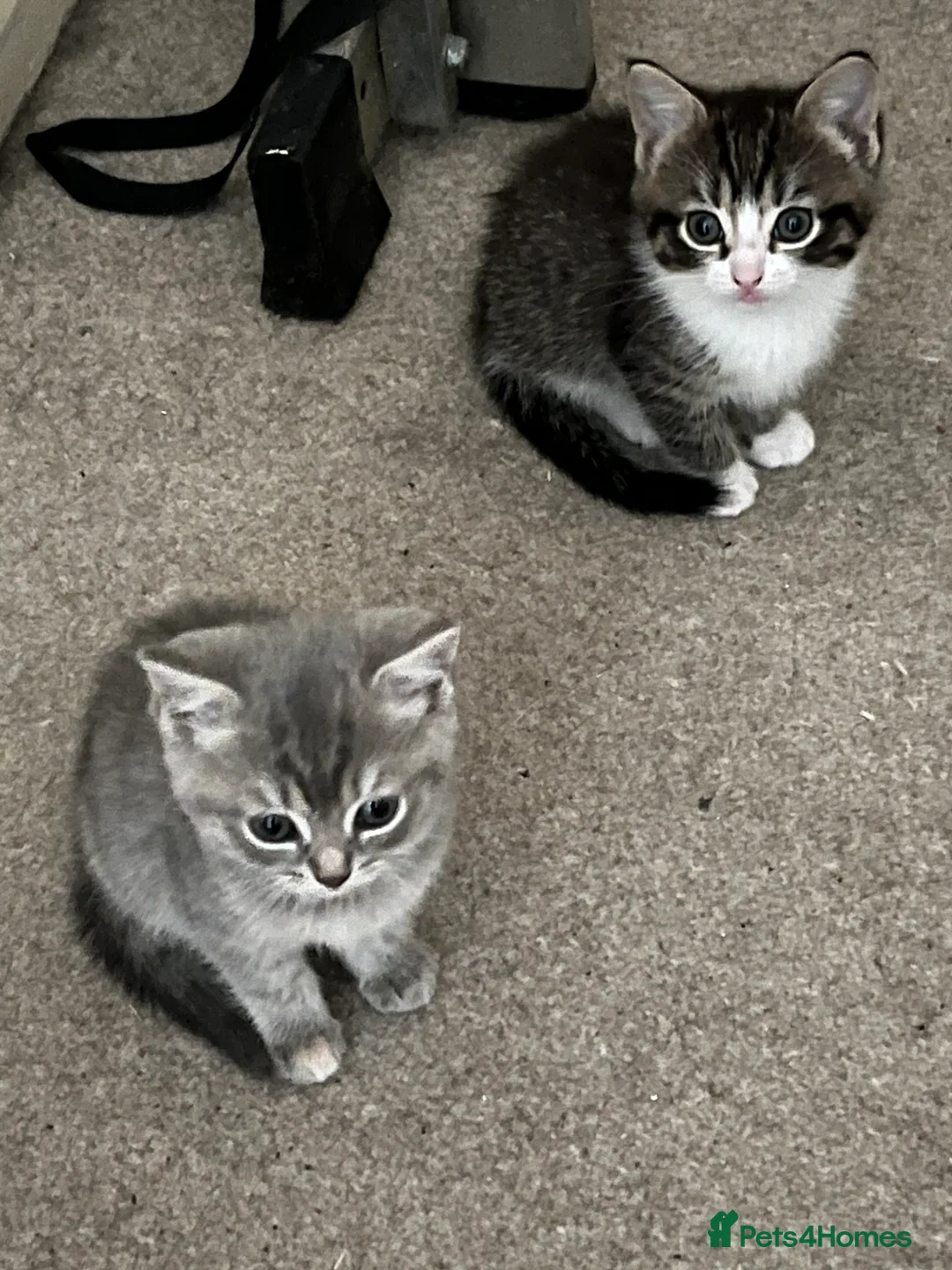 Ragdoll cats for sale: Ragdoll X tortoise shell - Advert 6