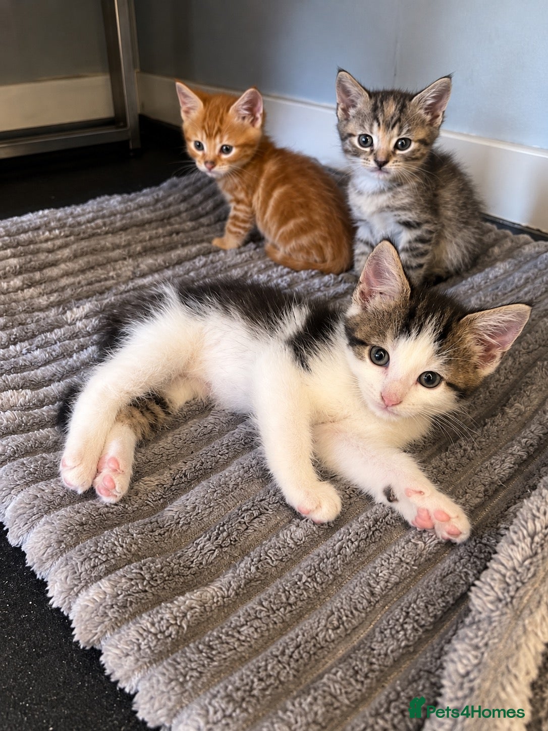 Mixed Breed cats 6 Beautiful Tabby x British Shorthair Kittens 🐾 - Advert 1
