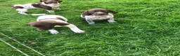 German Shorthaired Pointer dogs for sale: GSP Puppies in Aberdare - Advert 7
