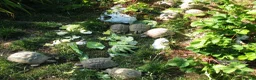Hermann Tortoise reptiles for sale: Baby Hermann & Spur-thigh Tortoises for sale - Advert 4