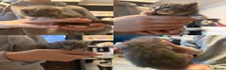 Mixed Breed cats for sale: Ragdoll x DSH kittens available  - Advert 6