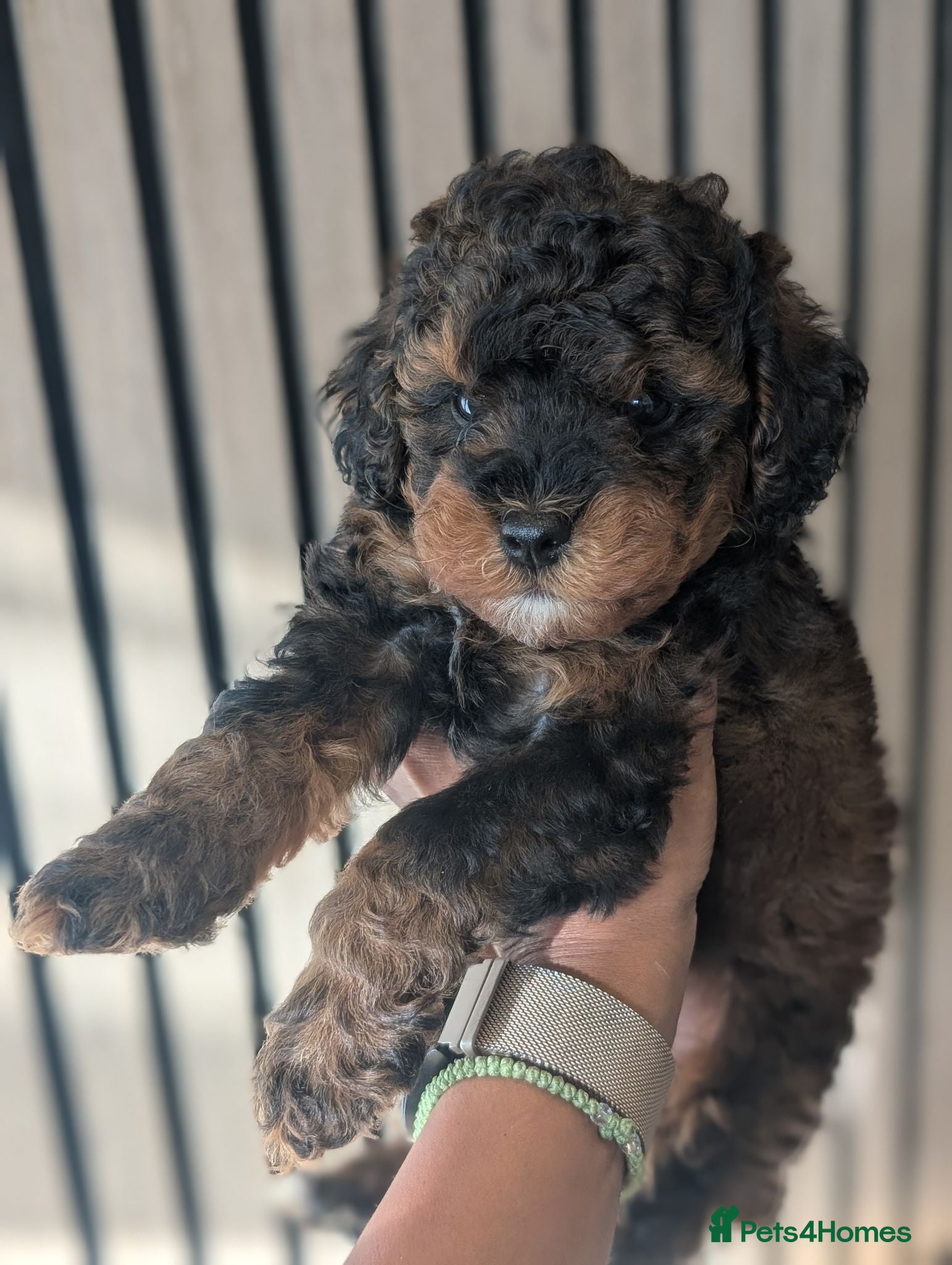 Cockapoo dogs F1BB cockapoo puppies 3 Sabel Boys - Advert 5
