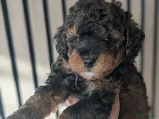 Cockapoo dogs F1BB cockapoo puppies 3 Sabel Boys - Advert 5