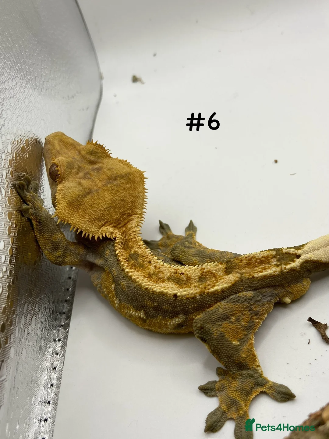 Gecko reptiles for sale: Adult and Juvenile Crested Geckos - Advert 19