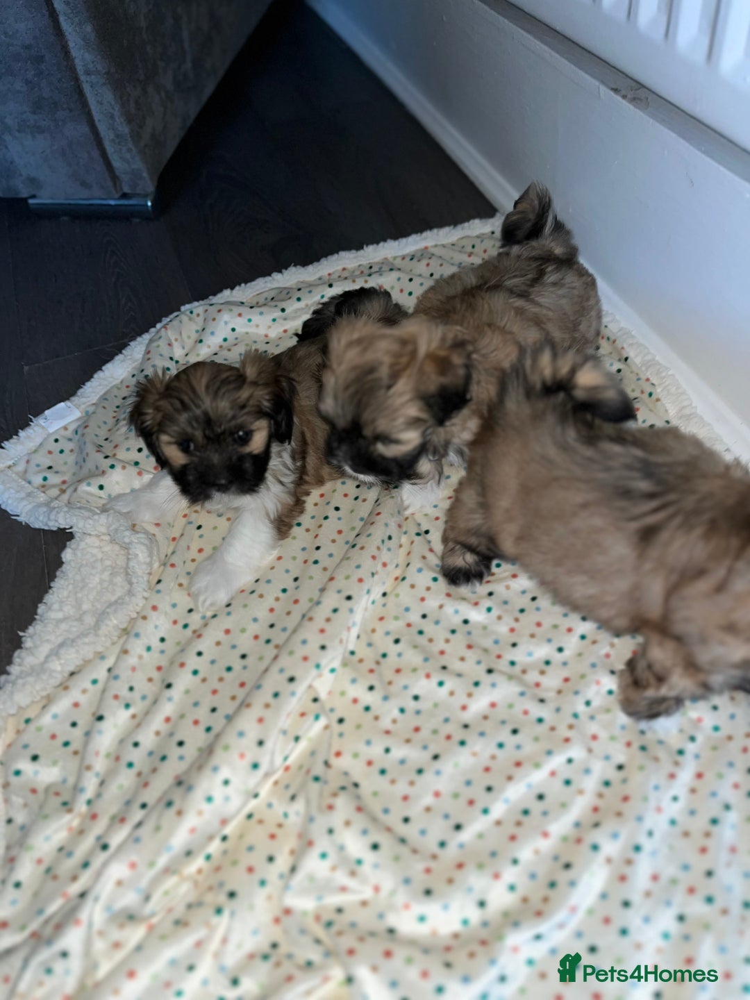 Lhasa Apso dogs for sale: 3 fluffy puppies  - Image 8