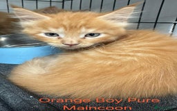 Maine Coon cats for sale: Maincoon Kitten For Sale - Image 8