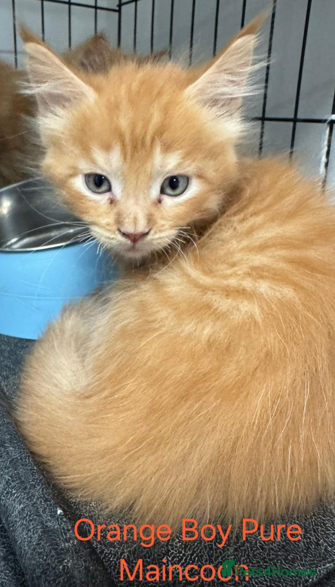 Maine Coon cats for sale: Maincoon Kitten For Sale - Image 8