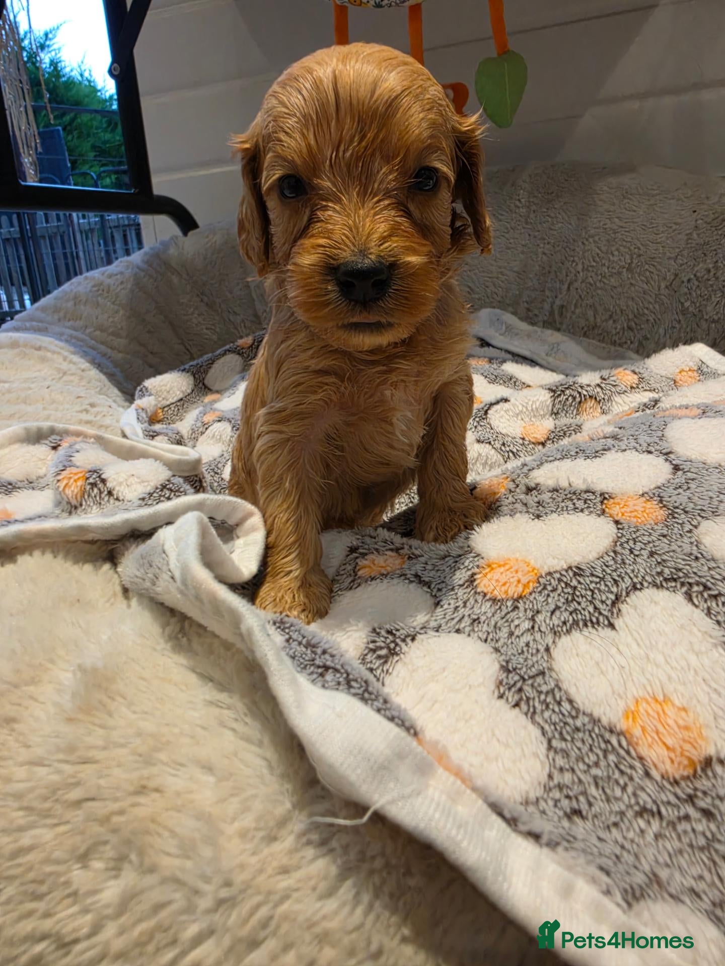 Cockapoo dogs 🐾fabulous F1 showtype cockapoo puppies 🐶  - Advert 18