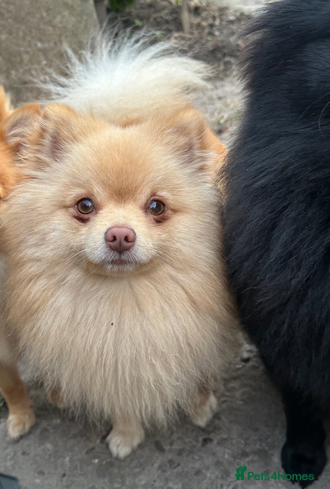 Pomchi dogs for stud: Ghost looking for the ladies  - Image 4