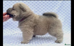 Chow Chow dogs for sale: Quality chow chow pups - Image 34