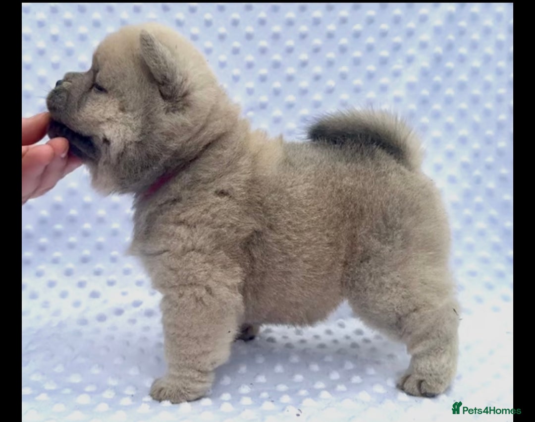 Chow Chow dogs for sale: Quality chow chow pups - Image 34