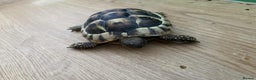 Tortoise reptiles for sale: Tortoise  - Advert 1