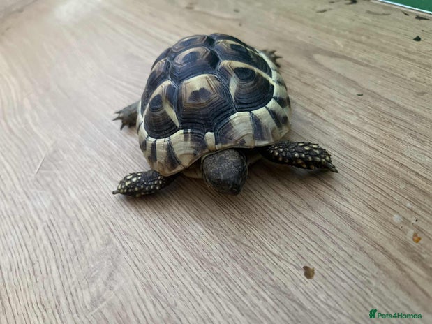 Tortoise reptiles Tortoise - Advert 2