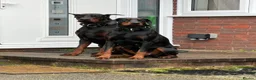 Dobermann dogs for sale: Ready to leave 6th of March  in Reading - Advert 2