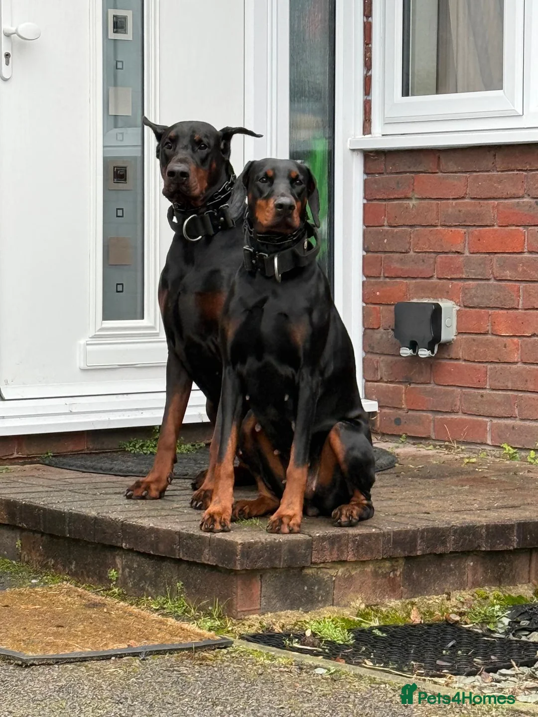Dobermann dogs for sale: Ready to leave 6th of March  in Reading - Advert 2