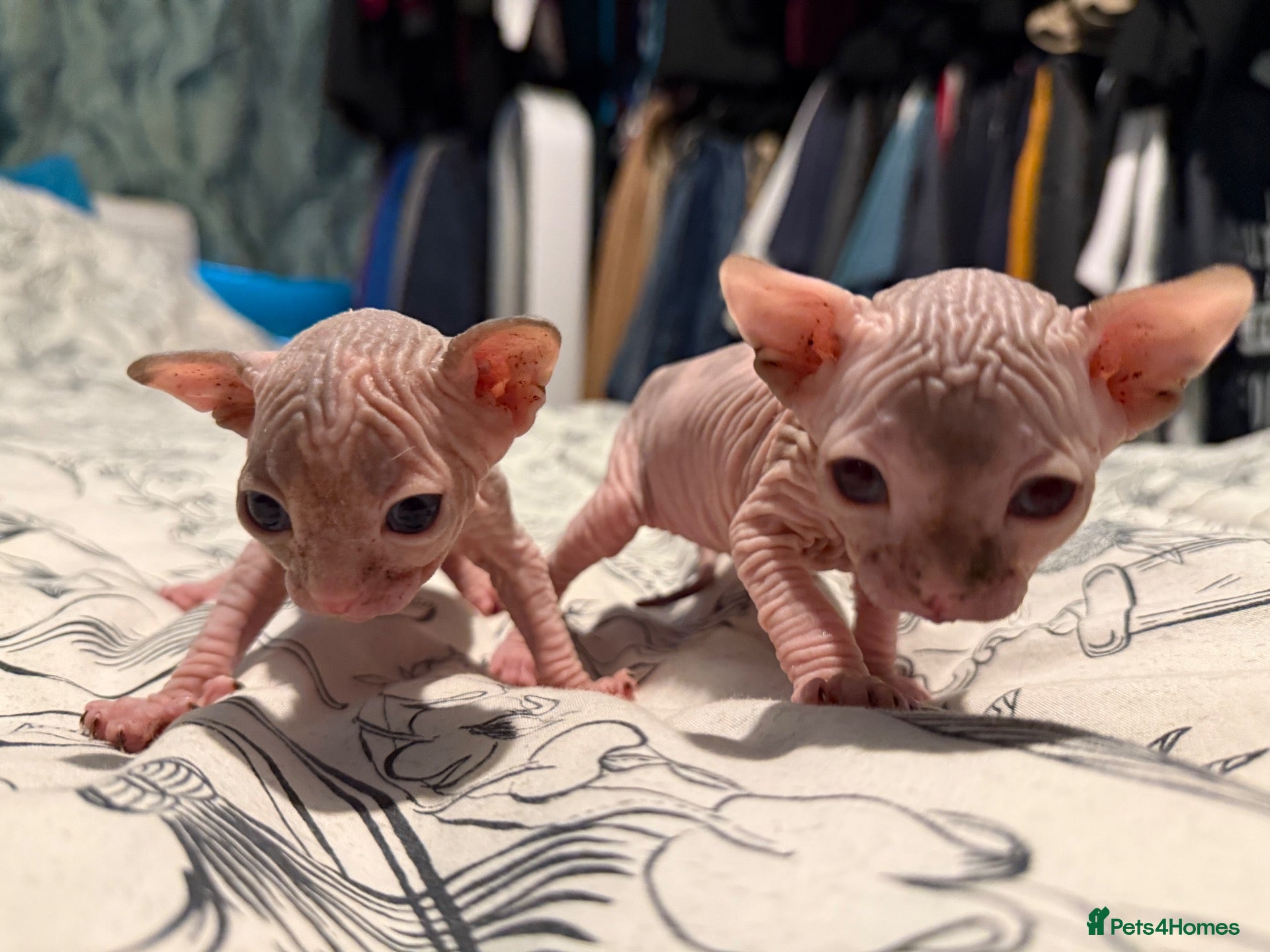 Sphynx cats for sale: 2 beautiful Sphynx kittens  - Advert 2